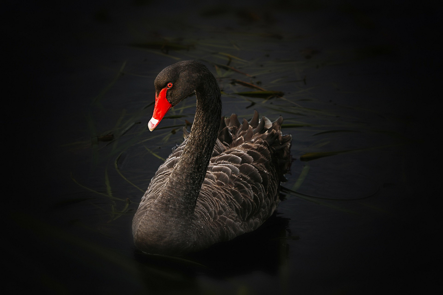 Black swan genome could be our secret weapon to combat next pandemic - UQ  News - The University of Queensland, Australia