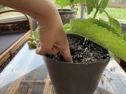 Container Gardening: Watering Your Container Garden | Naples Botanical  Garden