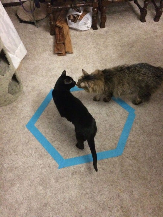 Chase_Gizmo_Cat_Circles Chase_Gizmo_Cat_Circles