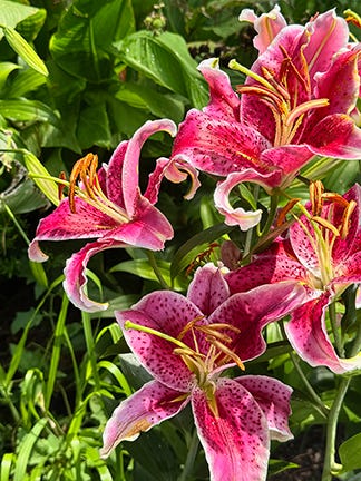 Description of plants blooming in our July garden