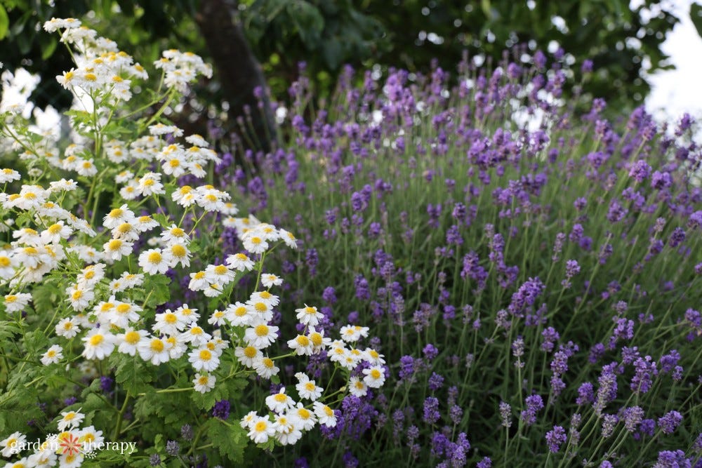 lavender and feverfew lavender and feverfew