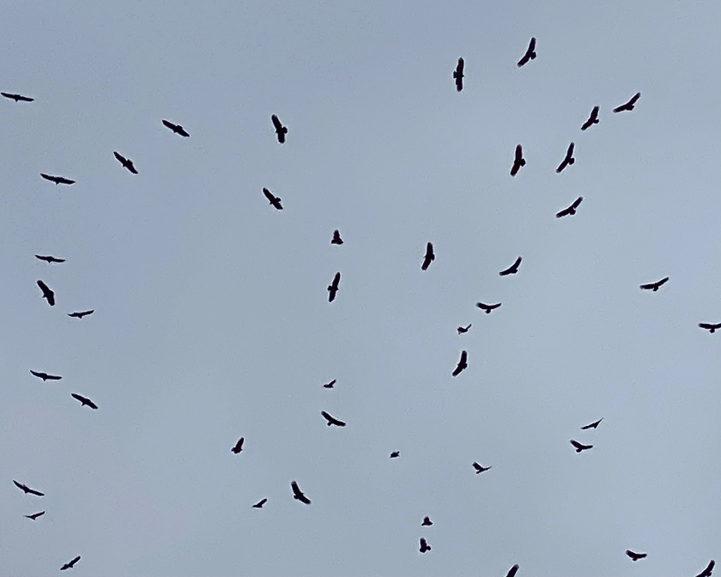 Vultures in the sky