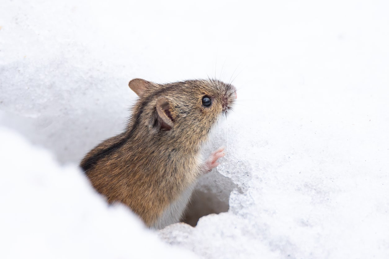 Getting Rid of Mice 101 | Why Winter Mice are a Bigger Problem | Creature  Control