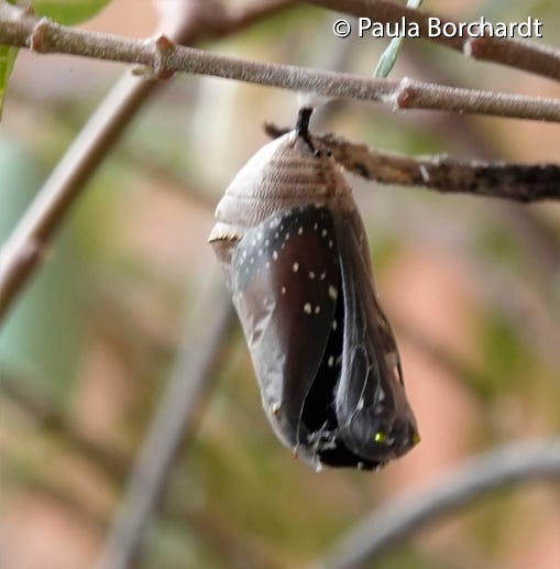 1 of 6: Queen Butterfly eclose sequence, showing the chrysalis starting to break open