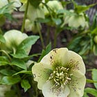 'Alchemy'-A Poem for the Garden