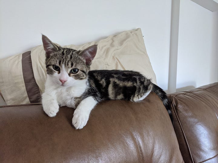 L - A picture of a mackerel short-haired kitty looking adorable at the camera. R- A picture of two mackerel kittens - one short hair, one long hair, sitting on a cat tree. 