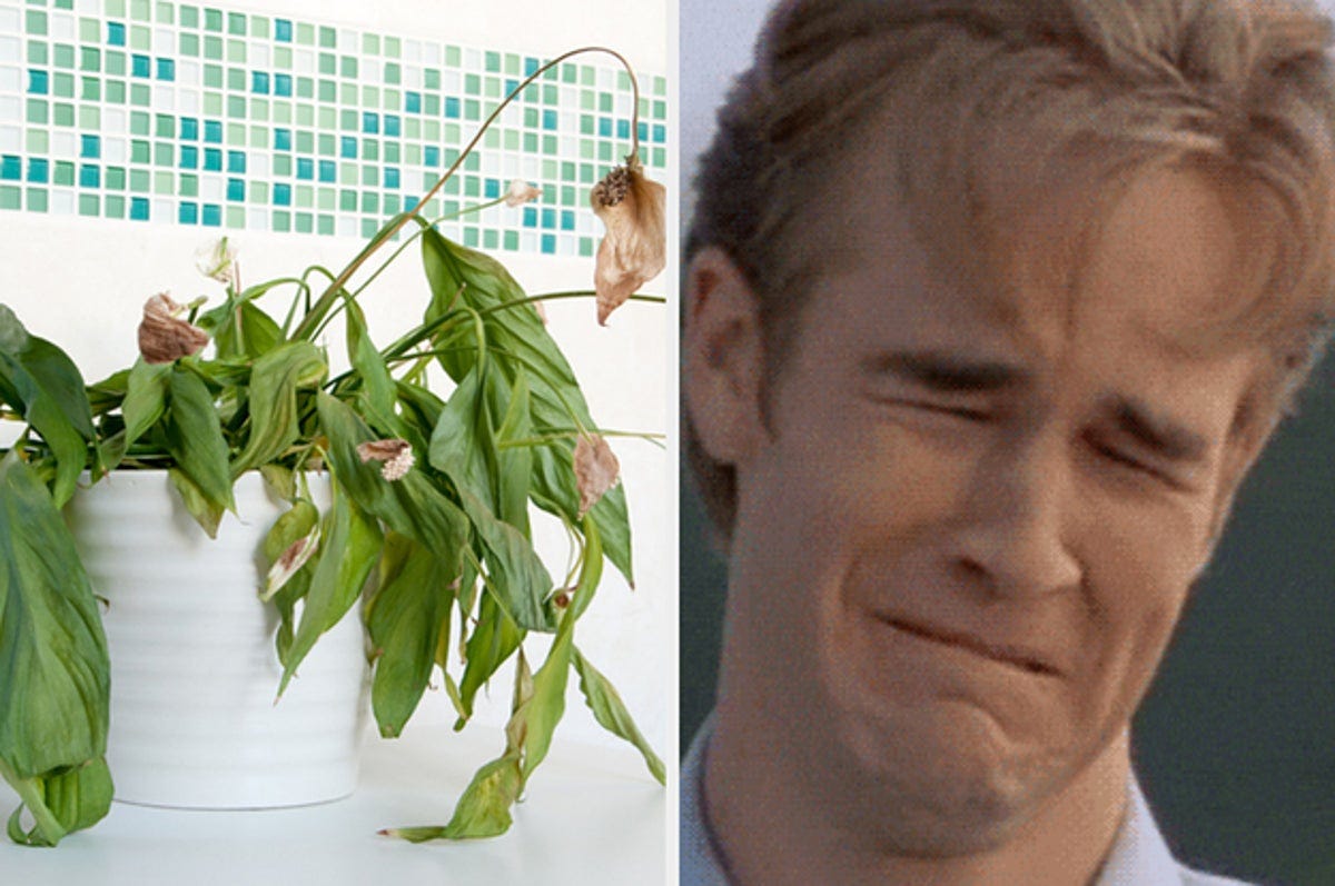 Funny Plant Tweets