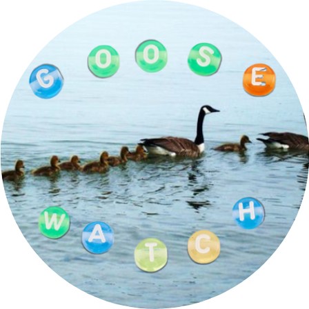 GOOSE WATCH