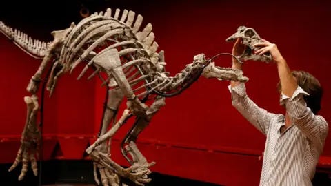 Reuters A auction house employee reconstructs the skeleton of the adult dinosaur Barry Reuters A auction house employee reconstructs the skeleton of the adult dinosaur Barry