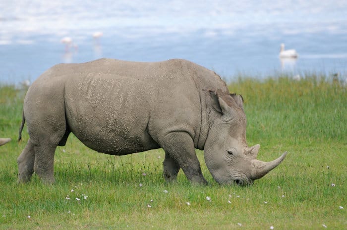 What Do Rhinos Eat? Discover the Full Story of a Rhino's Diet!