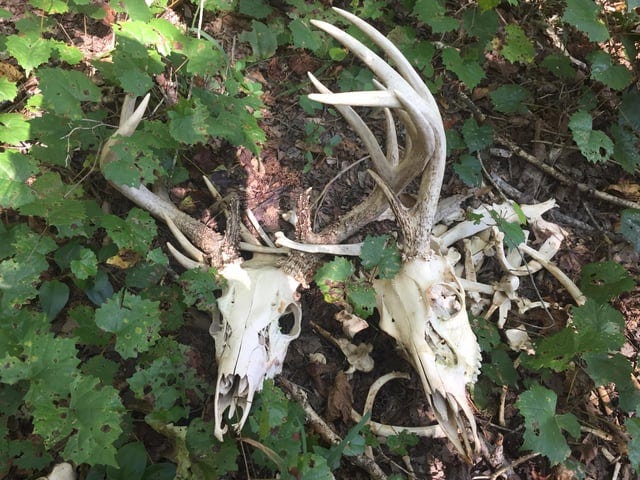 r/mildlyinteresting - I found two dead deer locked in eternal combat in the woods behind my house. r/mildlyinteresting - I found two dead deer locked in eternal combat in the woods behind my house.
