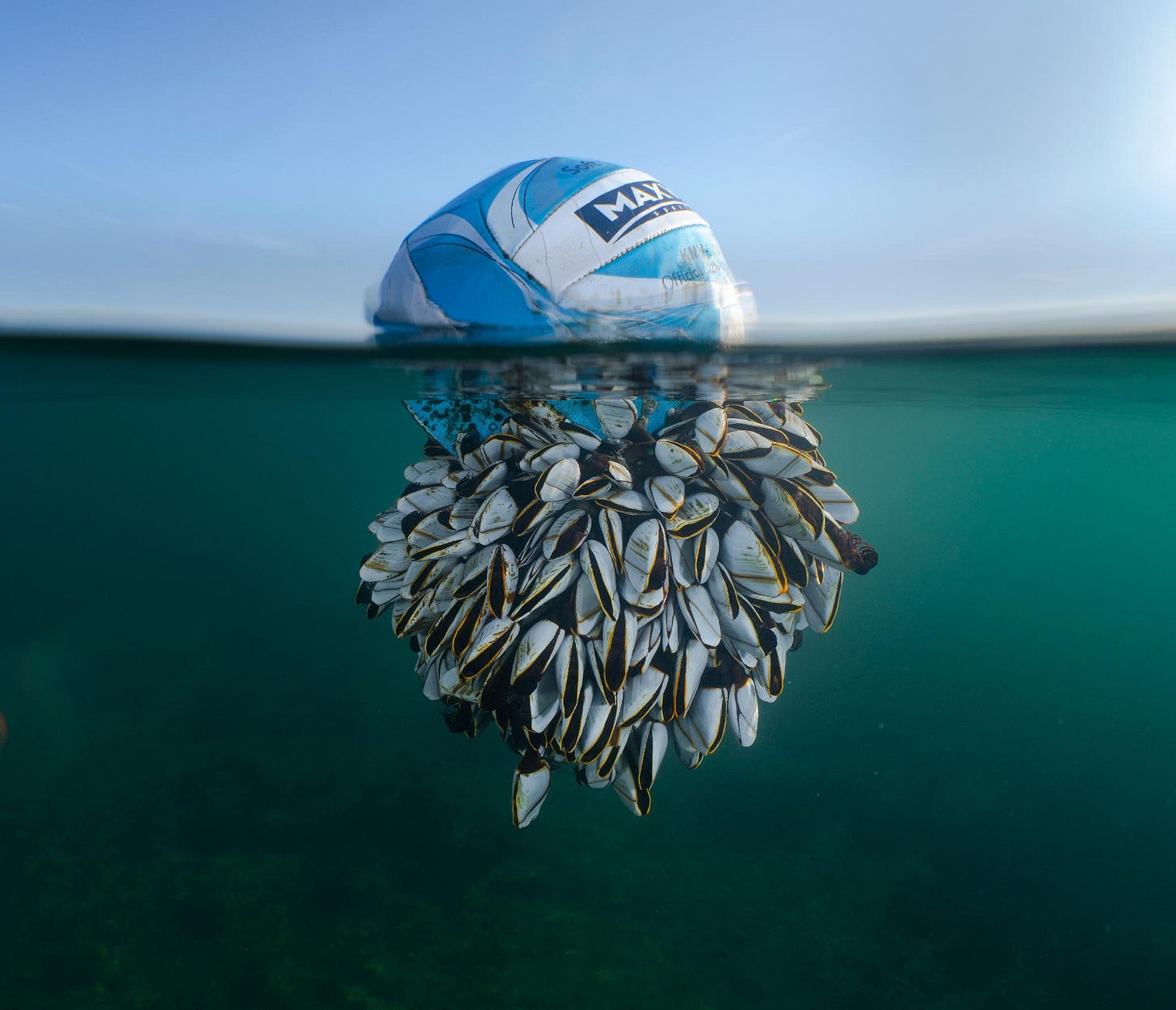 Un pallone ricoperto di creature vince il premio di fotografia naturalistica