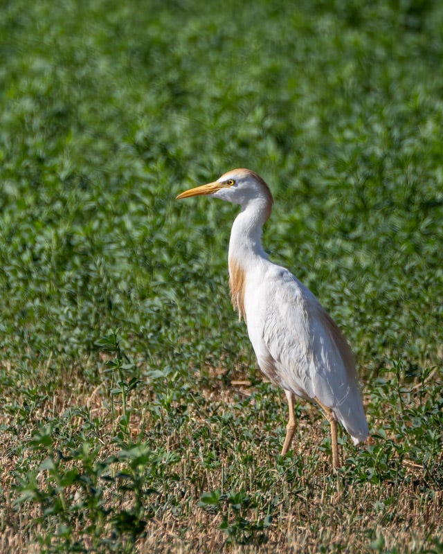 20250708-Stanfield-606-Edit.jpg 20250708-Stanfield-606-Edit.jpg