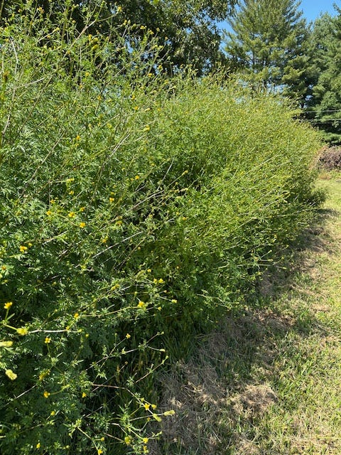 No shortage of Spanish needles