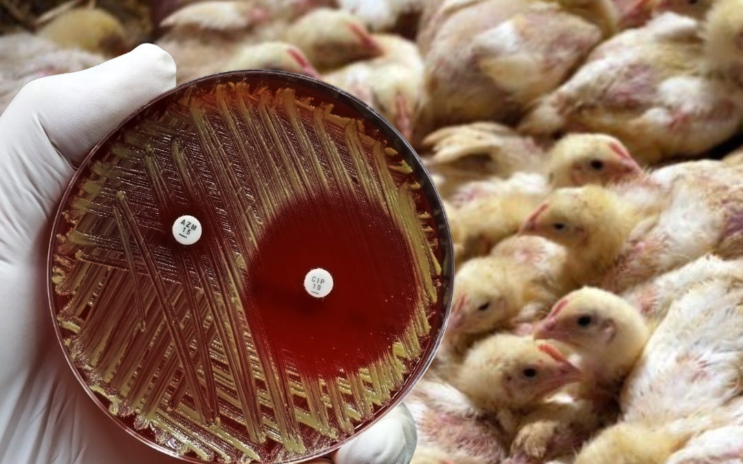 The Industry Behind Antibiotic Collapse