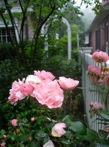 june rambling rose