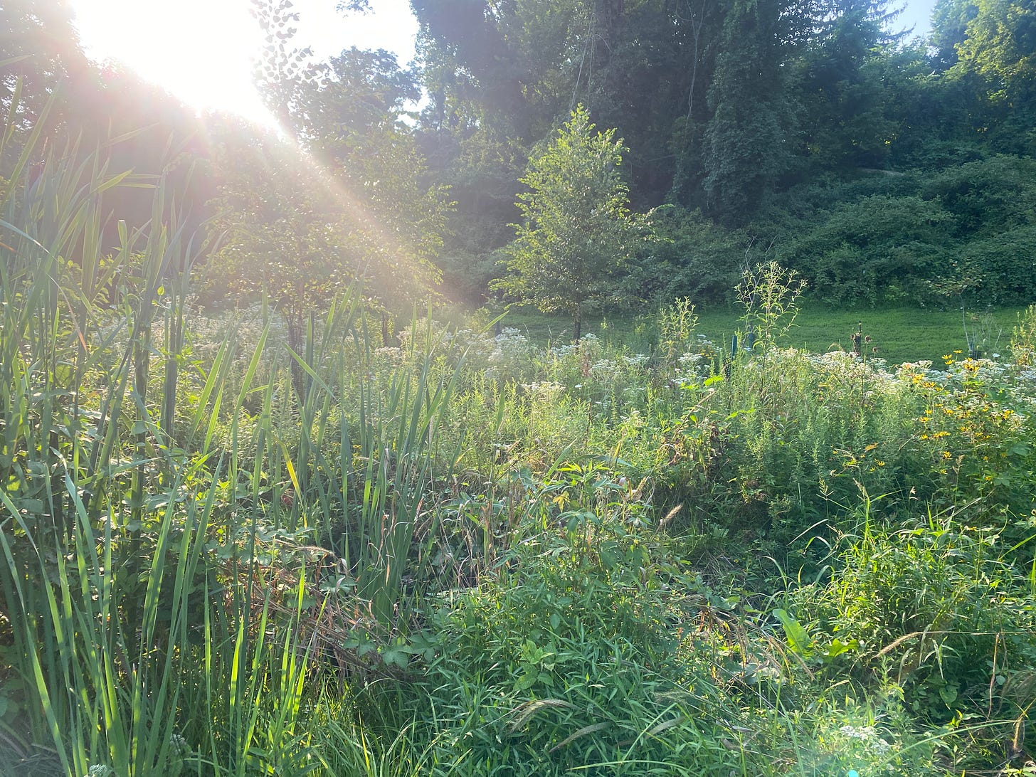 green meadow, sunlight streaming over it from the sky