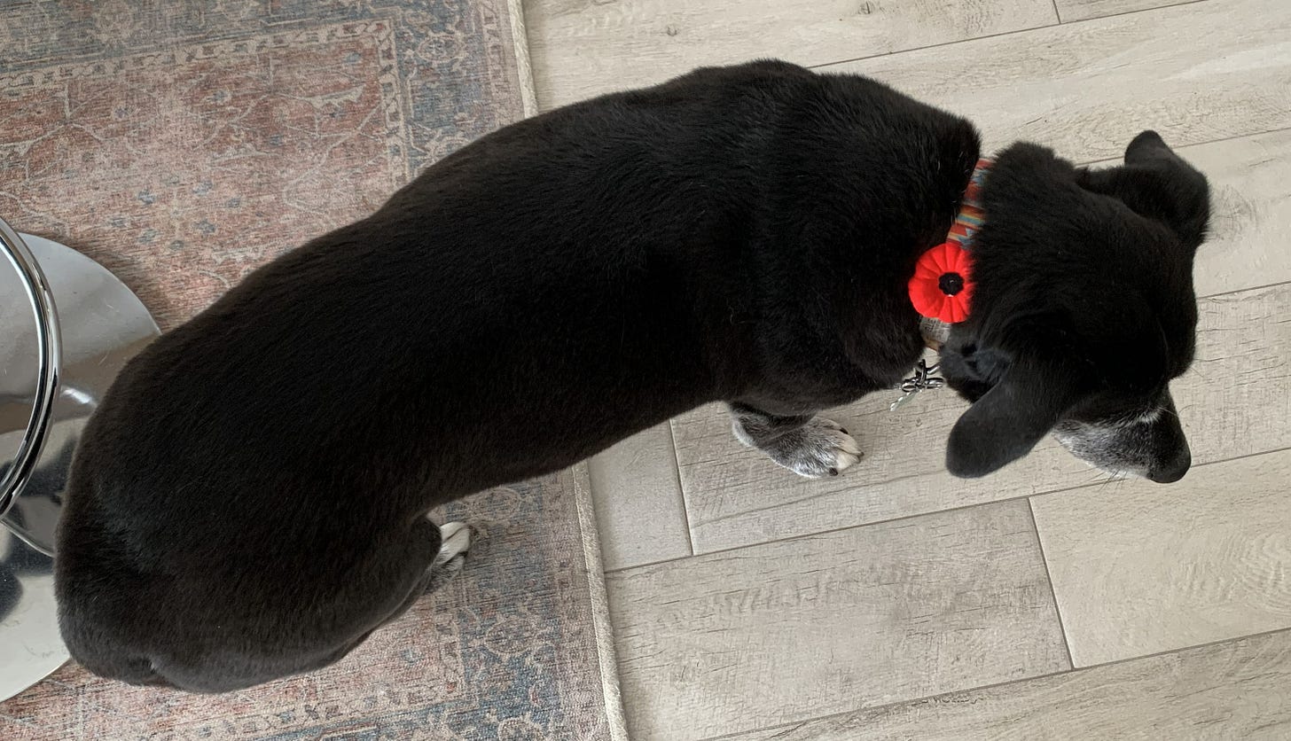 Black dog wearing dog collar with red poppy