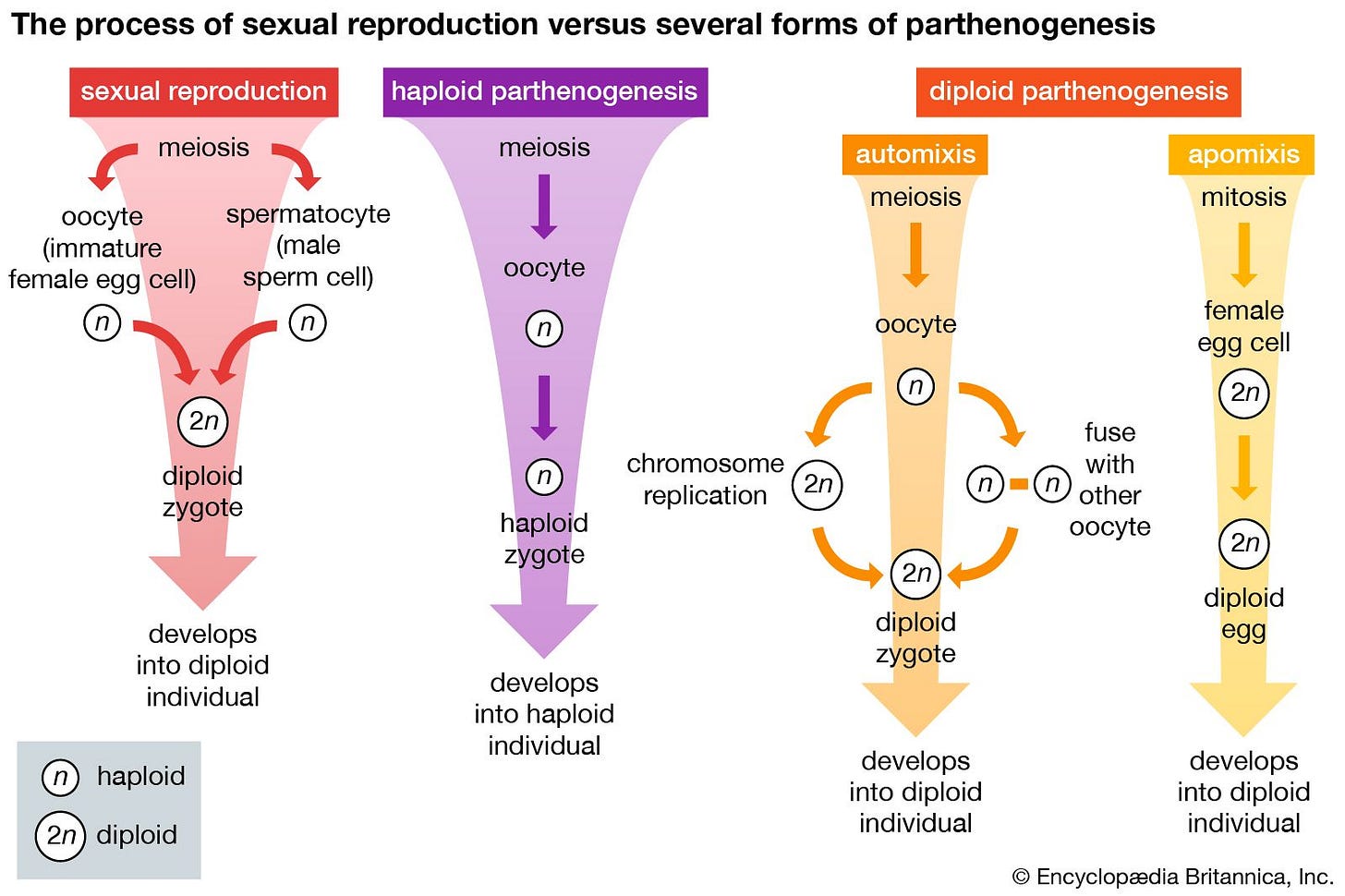 Parthenogenesis | Definition, Types, & Facts | Britannica