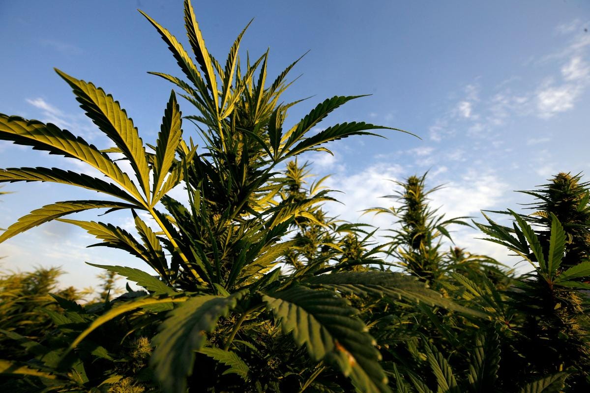 CCP-Linked Crime Groups Traffic Marijuana, Humans CCP-Linked Crime Groups Traffic Marijuana, Humans