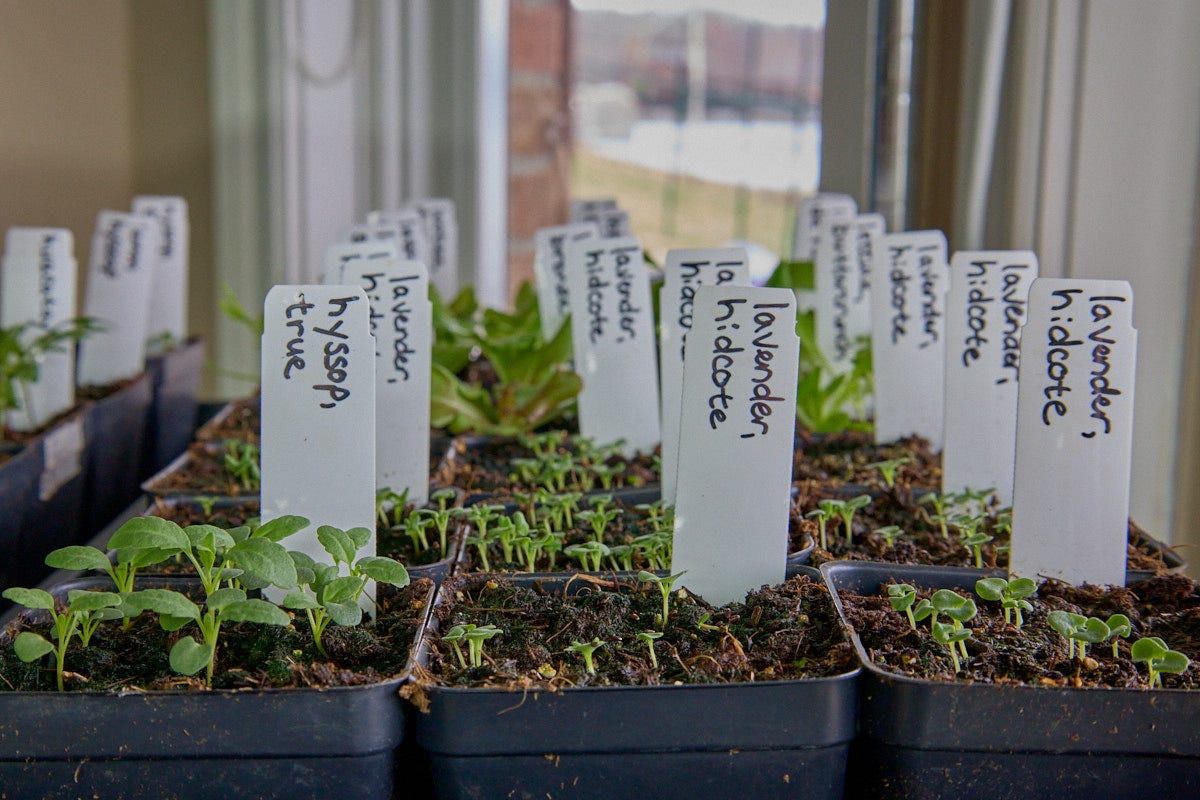 herb seedlings growing in starter pots under grow lights