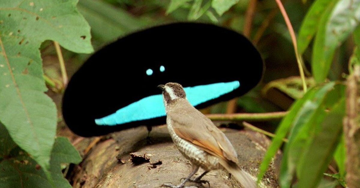 10 Bizarre Bird Courtship Dances - The Rainforest Site News