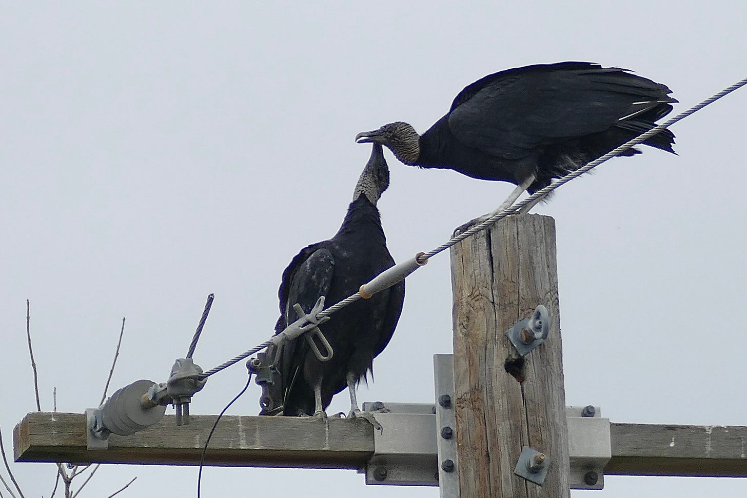 Black vultures necking on a telephone pole