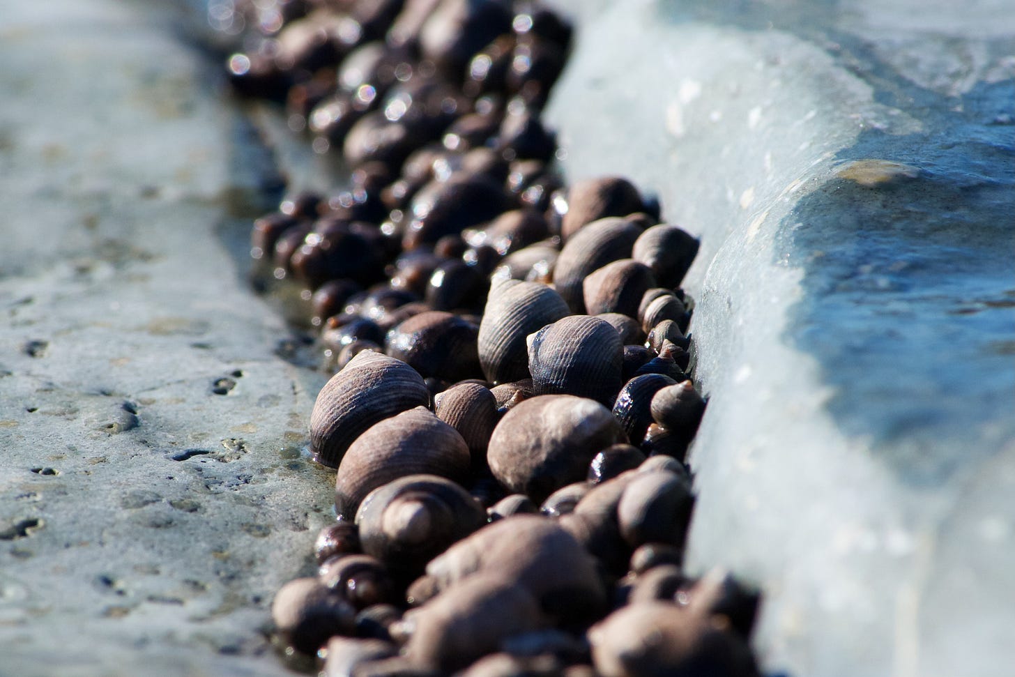 A crevice in a rocky shoreline is filled with Common Periwinkles.