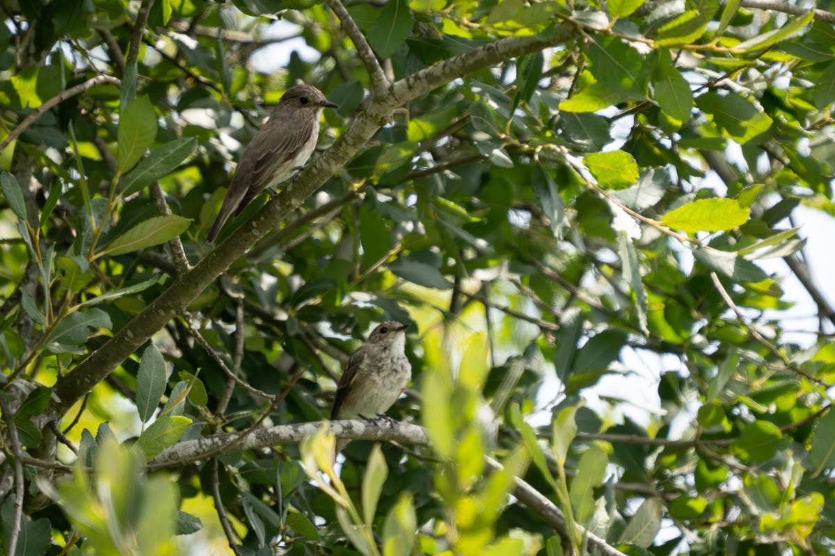 Two small grey birds with pale bellies sit in a tree