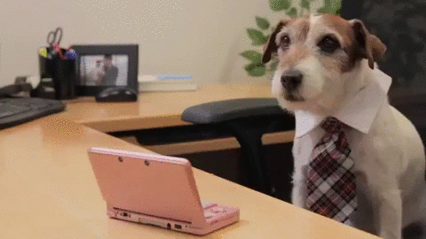 Should you Bring Your Pets to Work? | Blog | PurelyHR