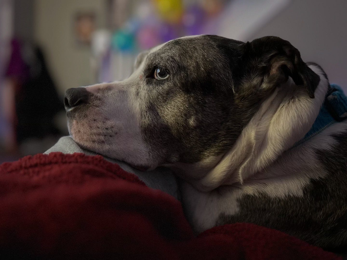 A pit mix with white and grey fur rests her head on my lap.