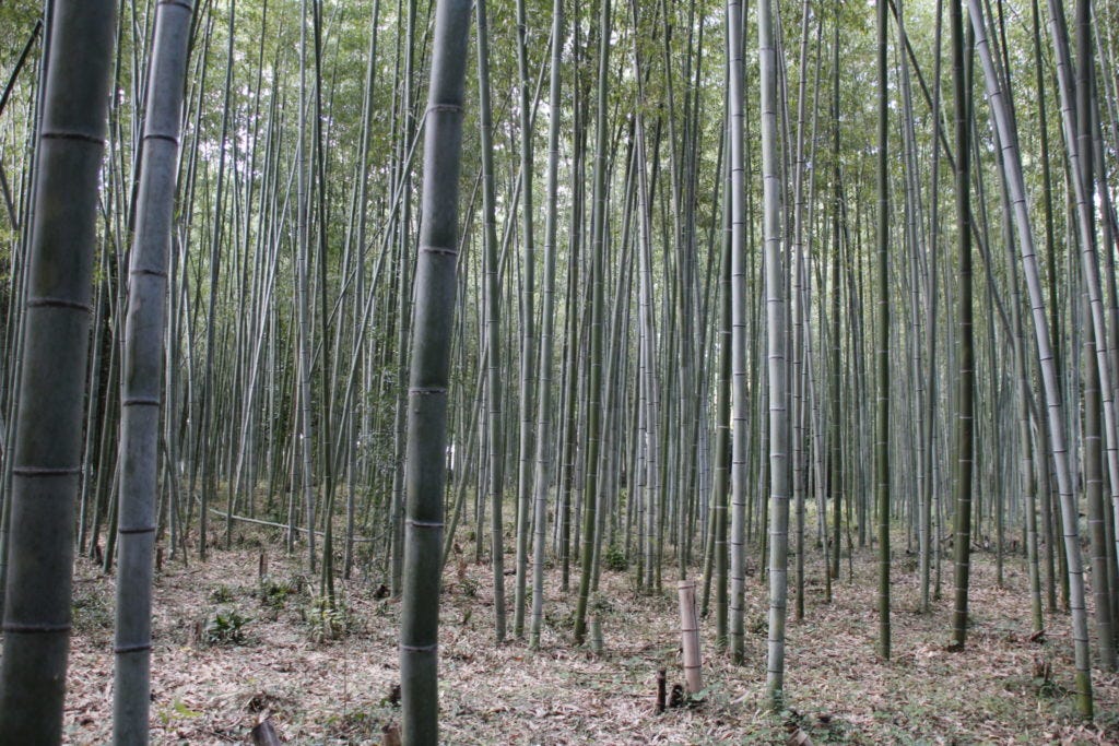 Bamboo-Wald, Bamboo-Forest, Arashiama, Kyoto, Japan Bamboo-Wald, Bamboo-Forest, Arashiama, Kyoto, Japan