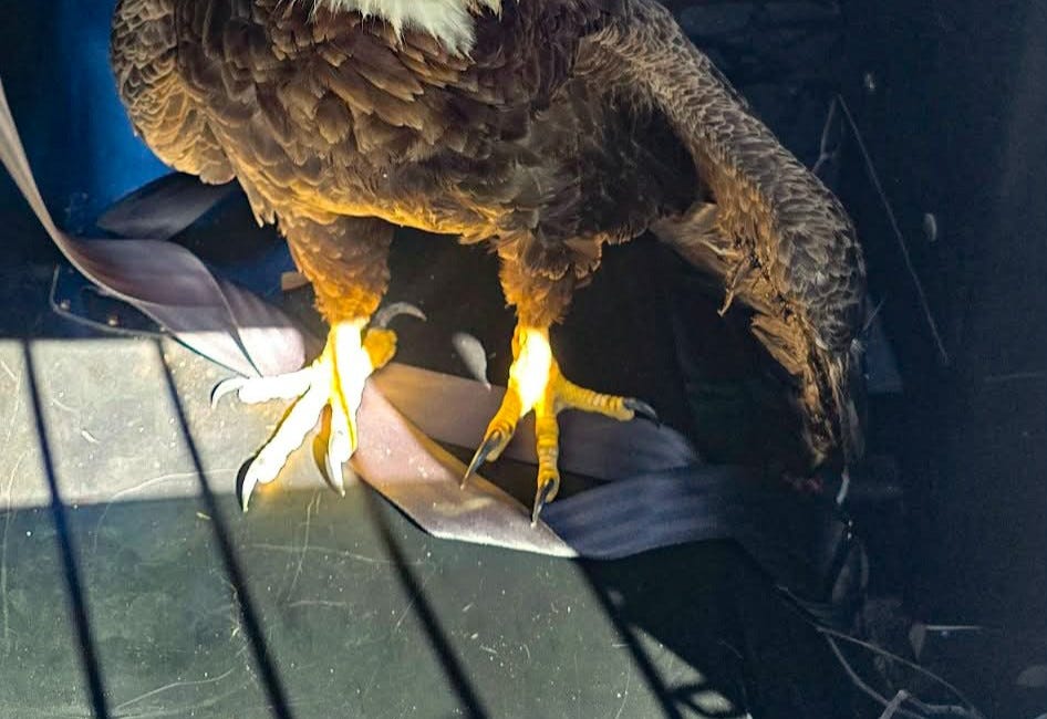 Injured Bald Eagle Rescued by Bradenton Police Near Manatee Avenue