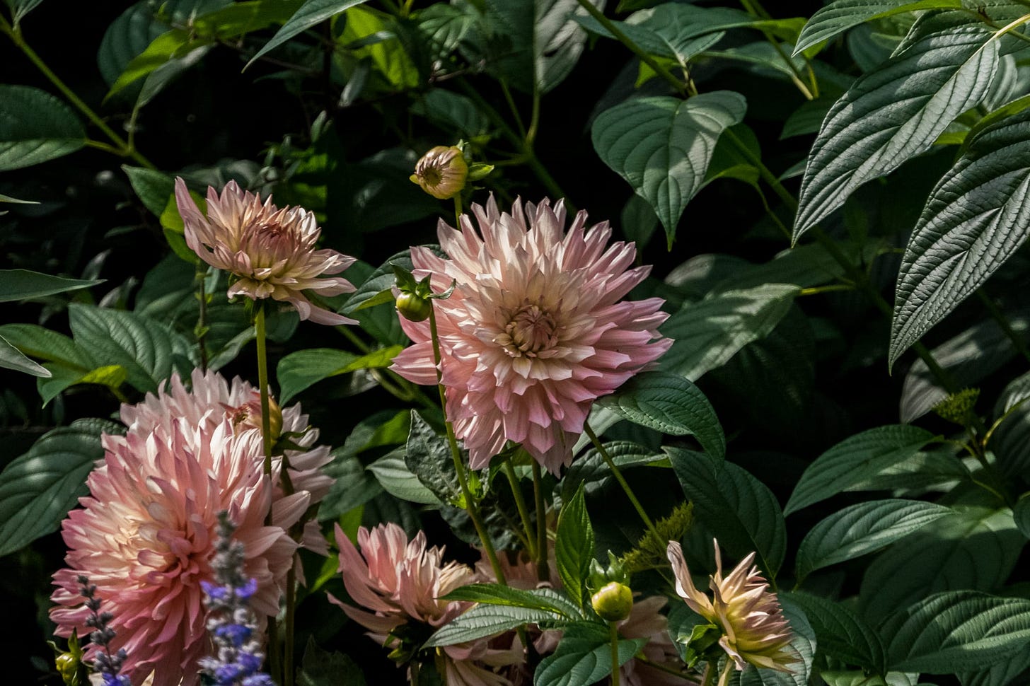 dahlias