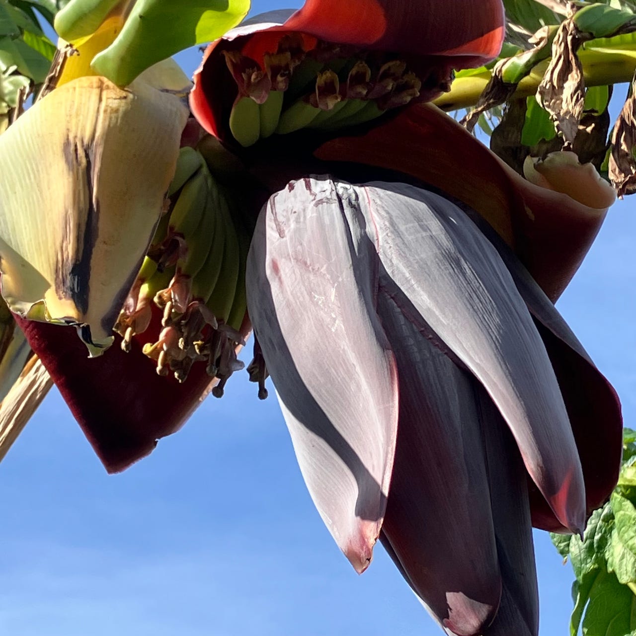 Strategy in the Garden