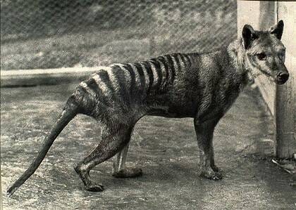 Tasmanian tiger's bark worse than its bite | Canberra, ACT