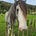 sapi3n's avatar