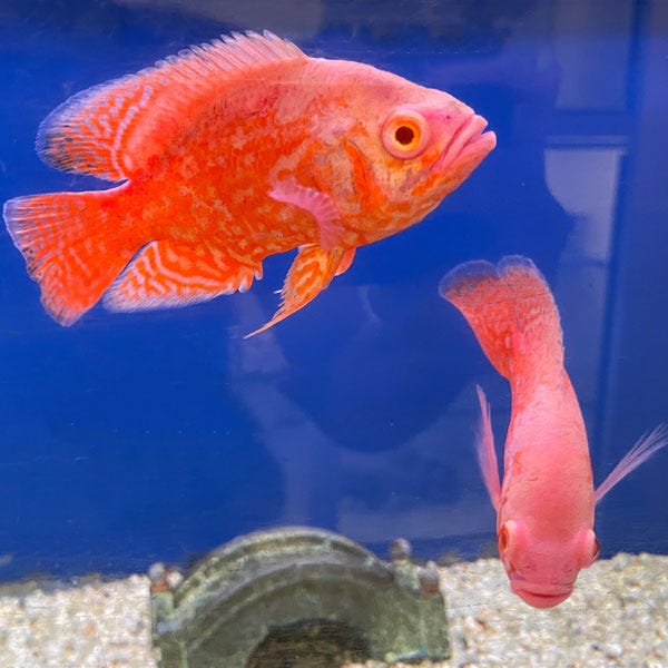 Chili Red Oscar - Wholesale Tropicals