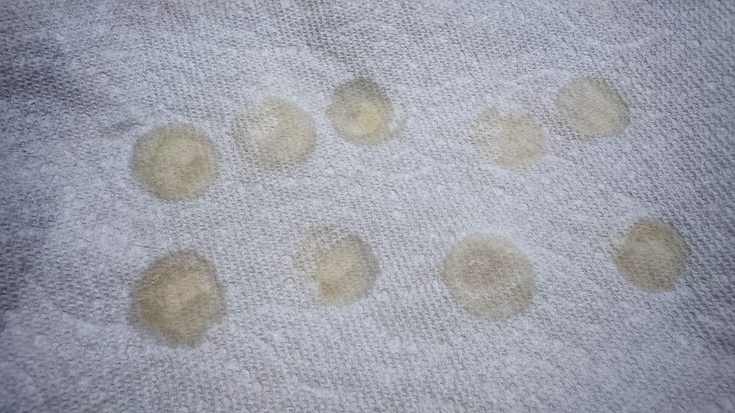 The wet ends of cut hearts of palm have soaked through the paper towel covering them. There are distinct wet circles in the towel. The wet ends of cut hearts of palm have soaked through the paper towel covering them. There are distinct wet circles in the towel.