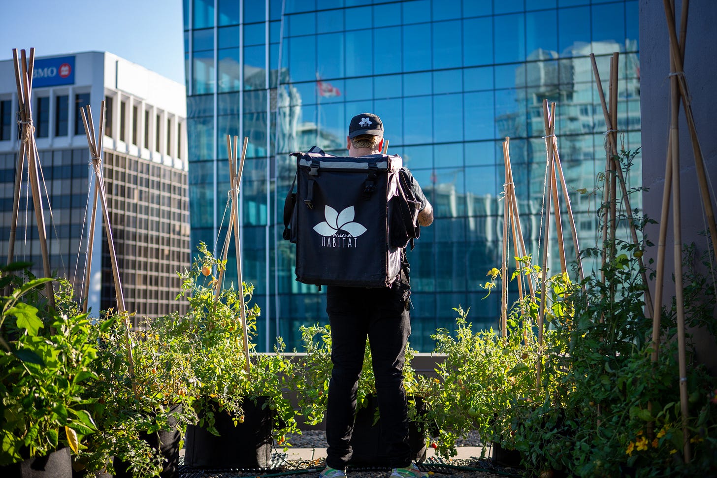 A MicroHabitat team member stands on a rooftop urban farm, surrounded by lush greenery, with a city skyline reflecting in the glass buildings behind them.