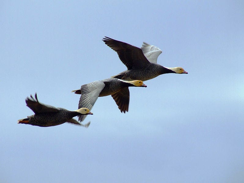 A group of ducks flying in the sky

Description automatically generated