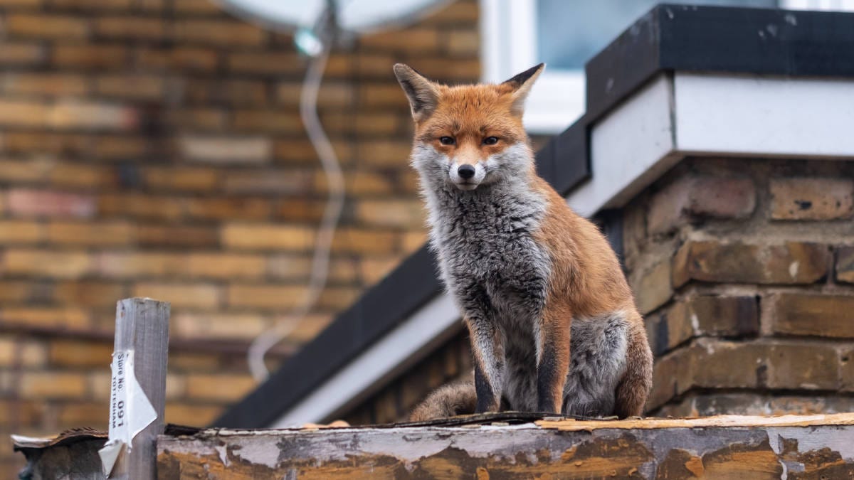 zorro sobre un tejado en una ciudad europea