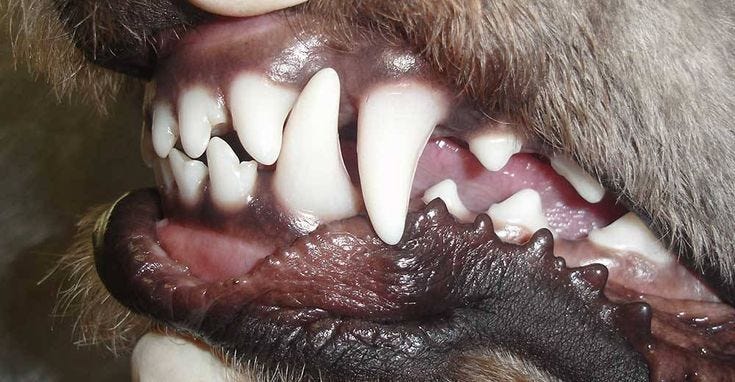 This may contain: a close up of a bear's teeth and mouth with white, sharp fangs