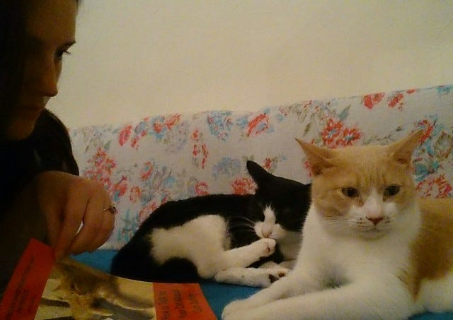 how to talk to your cat about gun safety how to talk to your cat about gun safety