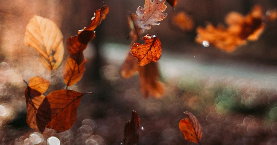 micro photography of leaves