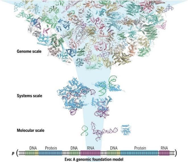A diagram of a model of dna

AI-generated content may be incorrect.