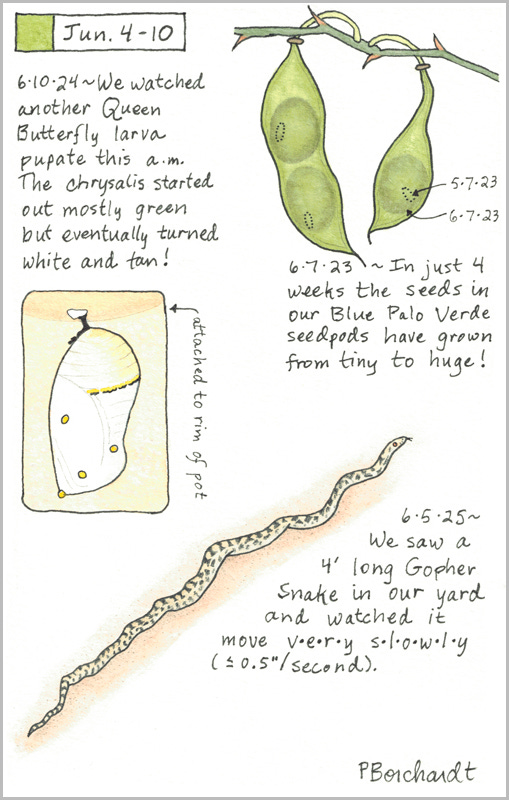 Perpetual Journal, week of Jun. 4-10: Gopher Snake (2025); White Queen Butterfly Chrysalis (2024); Blue Palo Verde Seedpods (2023) Perpetual Journal, week of Jun. 4-10: Gopher Snake (2025); White Queen Butterfly Chrysalis (2024); Blue Palo Verde Seedpods (2023)