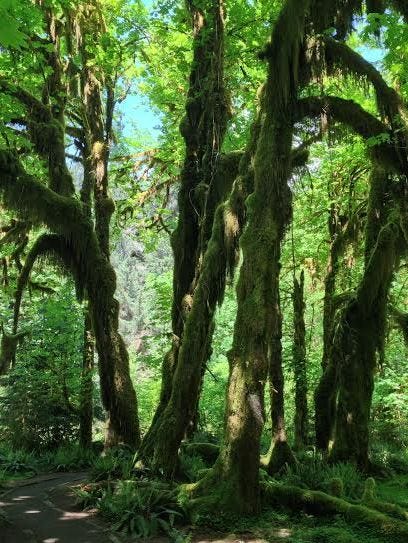 hoh rainforest hall of moss