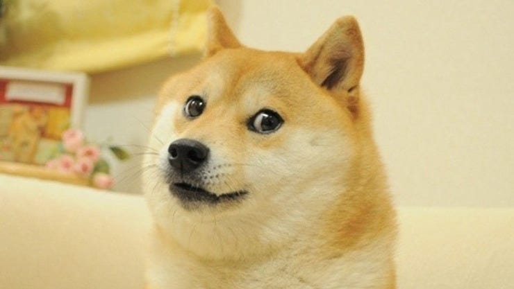 The original Doge meme features this perpetually surprised Shiba Inu dog (much wow)