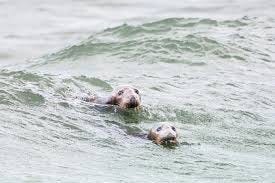10 Best Places To See Seals On Cape Cod ...